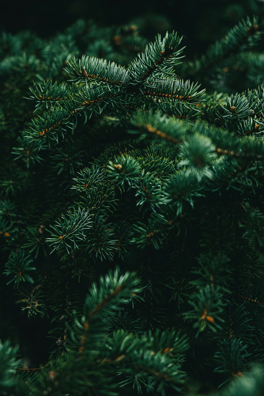 a close up of a pine tree branch