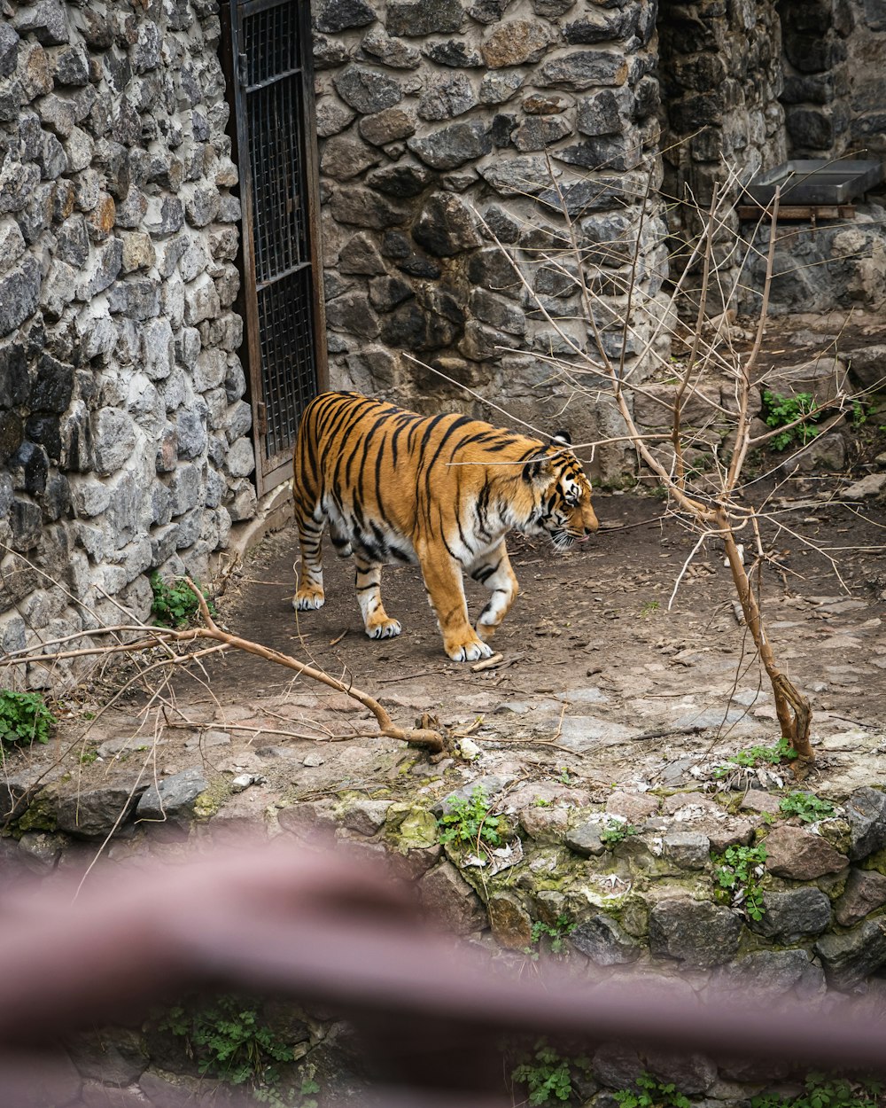 a tiger walking in front of a stone building