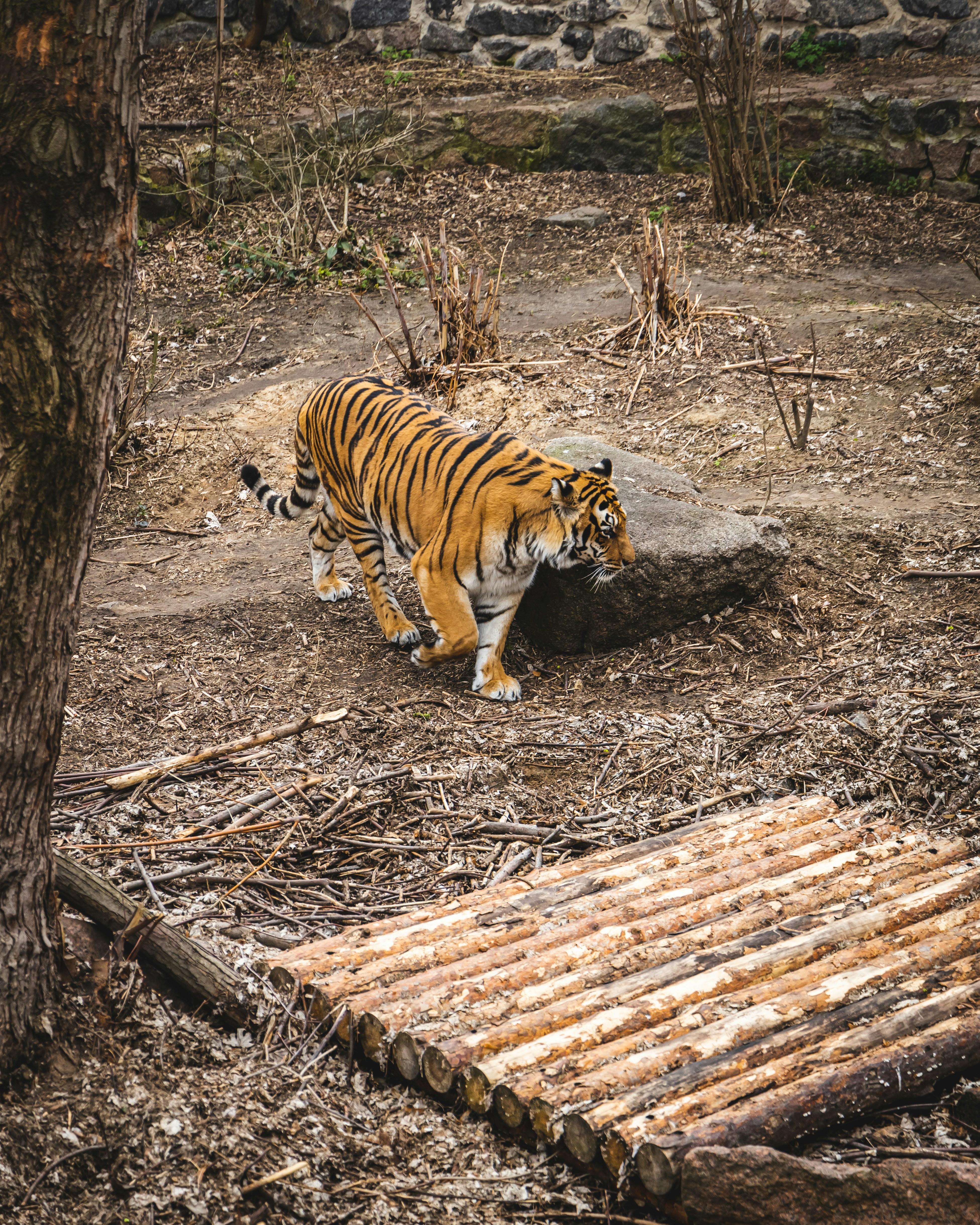 Tiger Cub Joins a Family Picnic (image credits: unsplash)