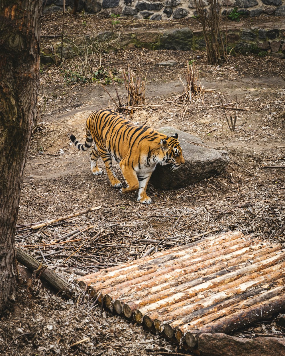 a tiger walking across a dirt field next to a tree