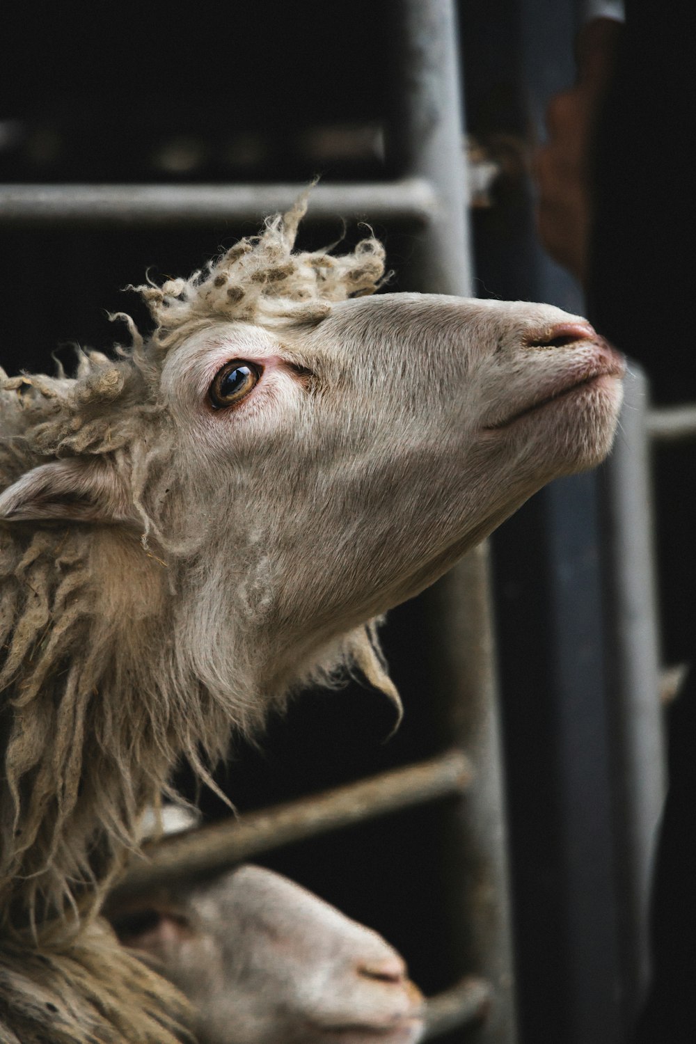 a close up of a sheep in a pen