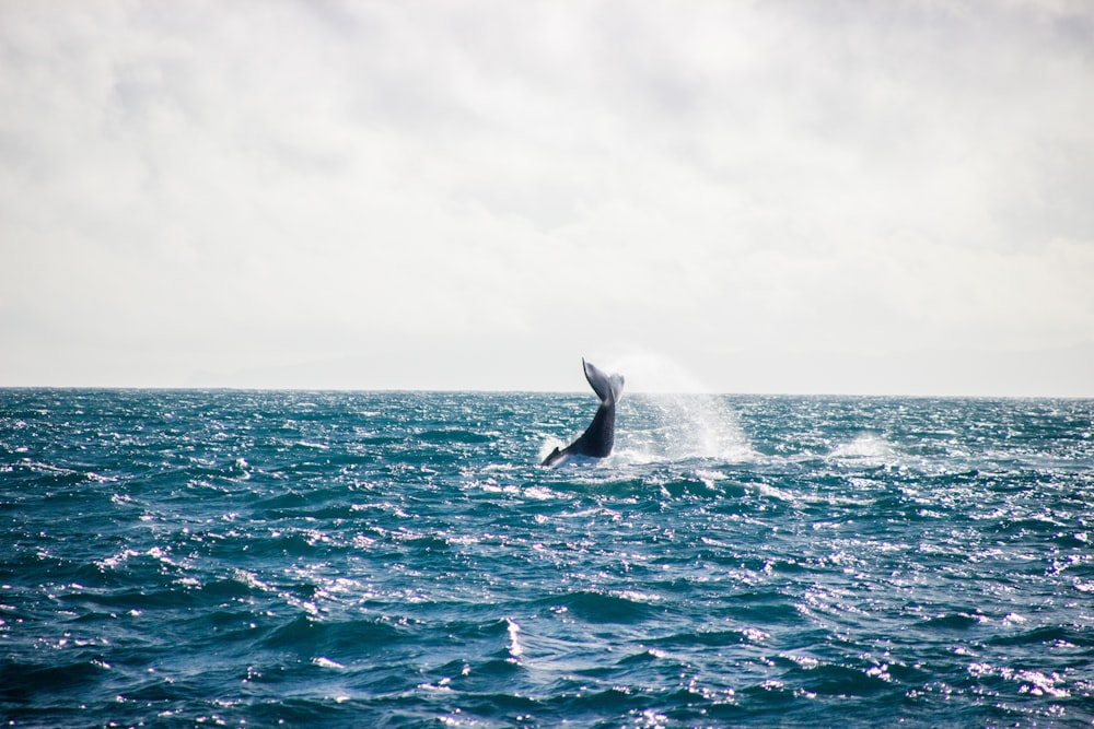 a whale is jumping out of the water