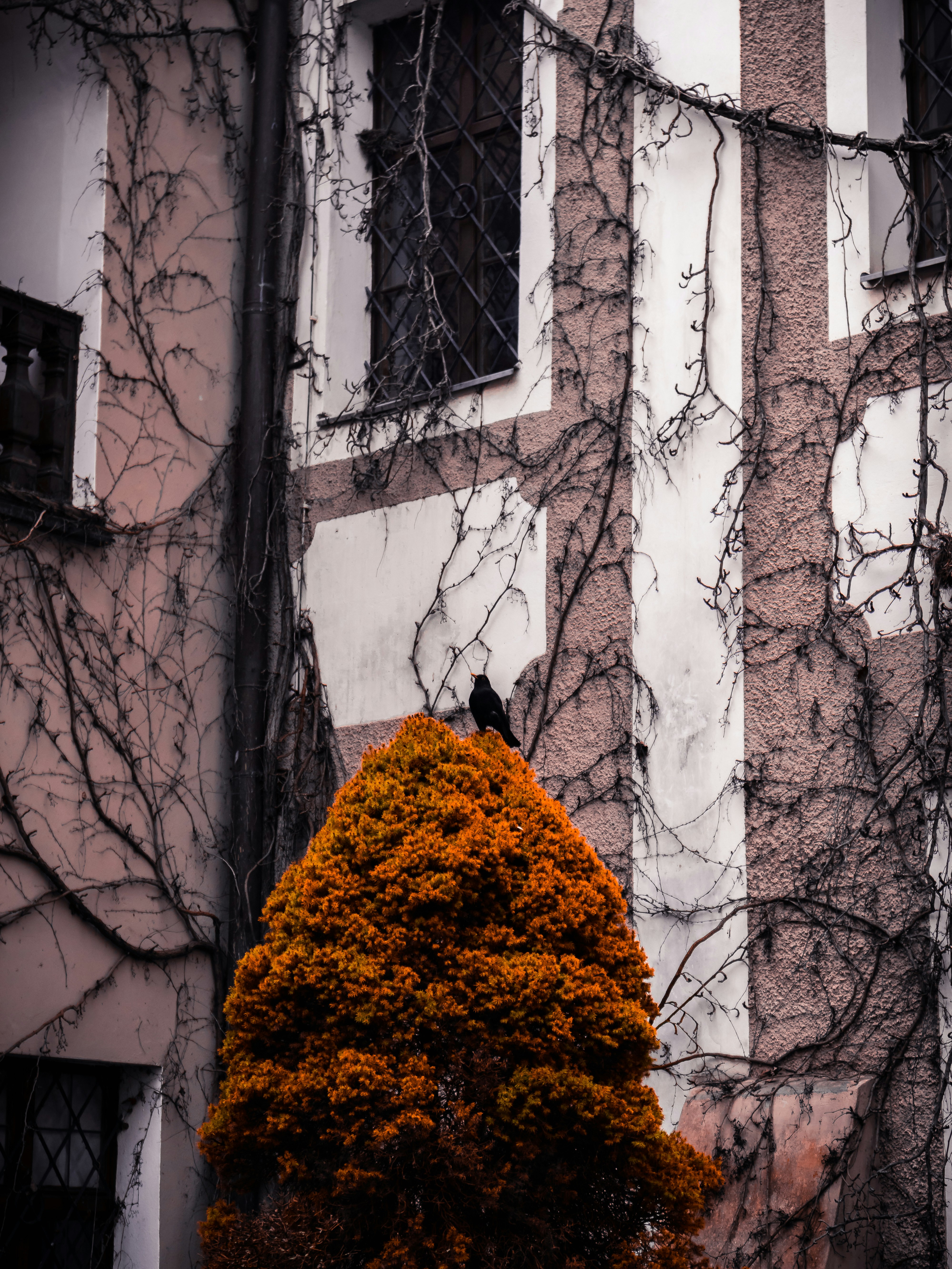 Photo by goosebumpsteam