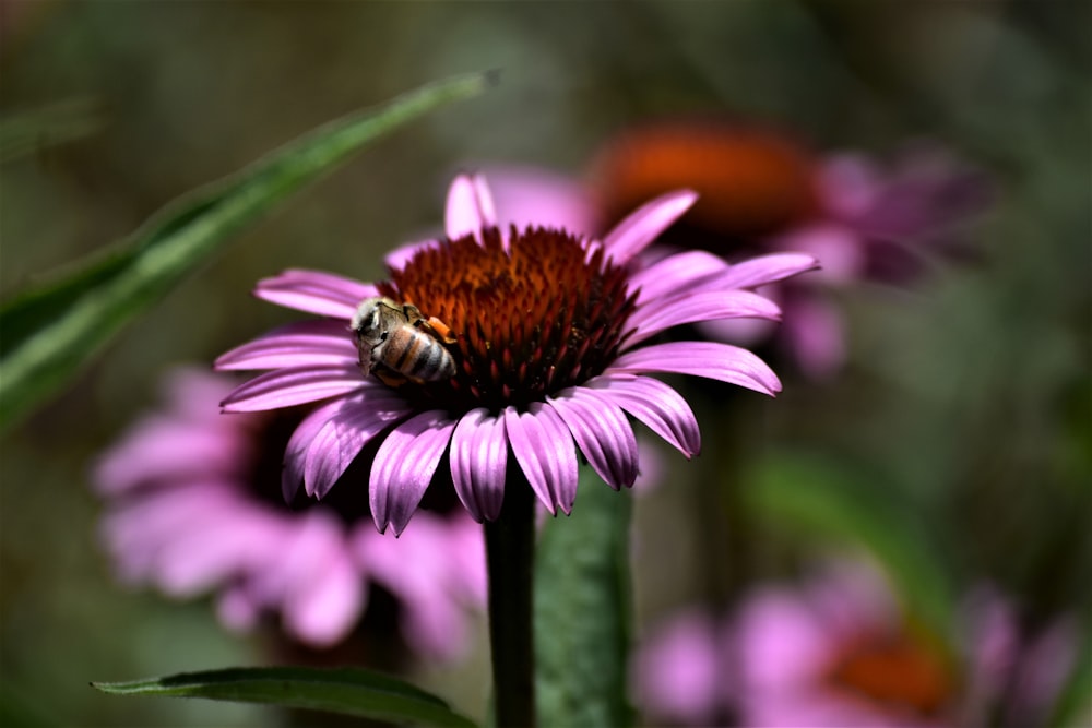 벌이 보라색 꽃에 앉아있다.
