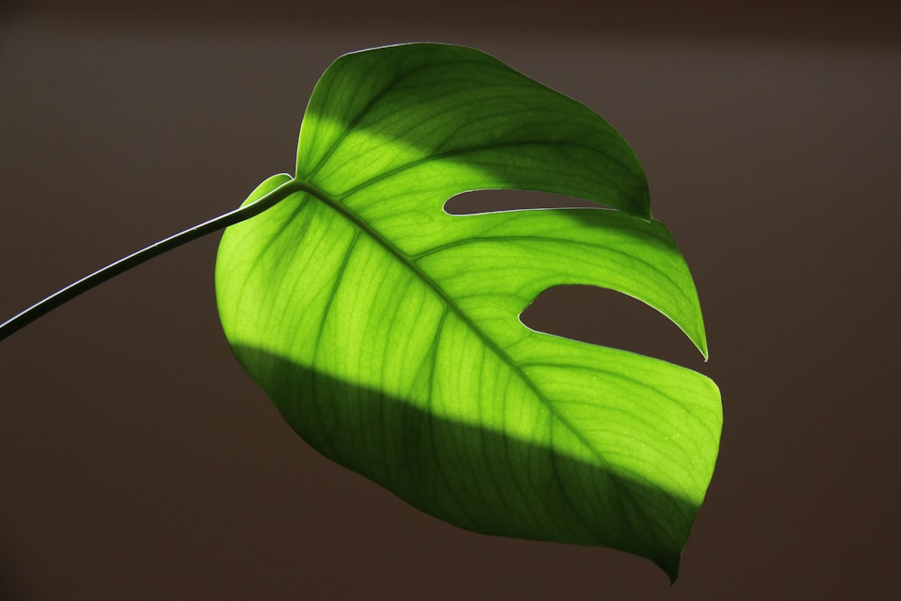 a close up of a green leaf with a brown background