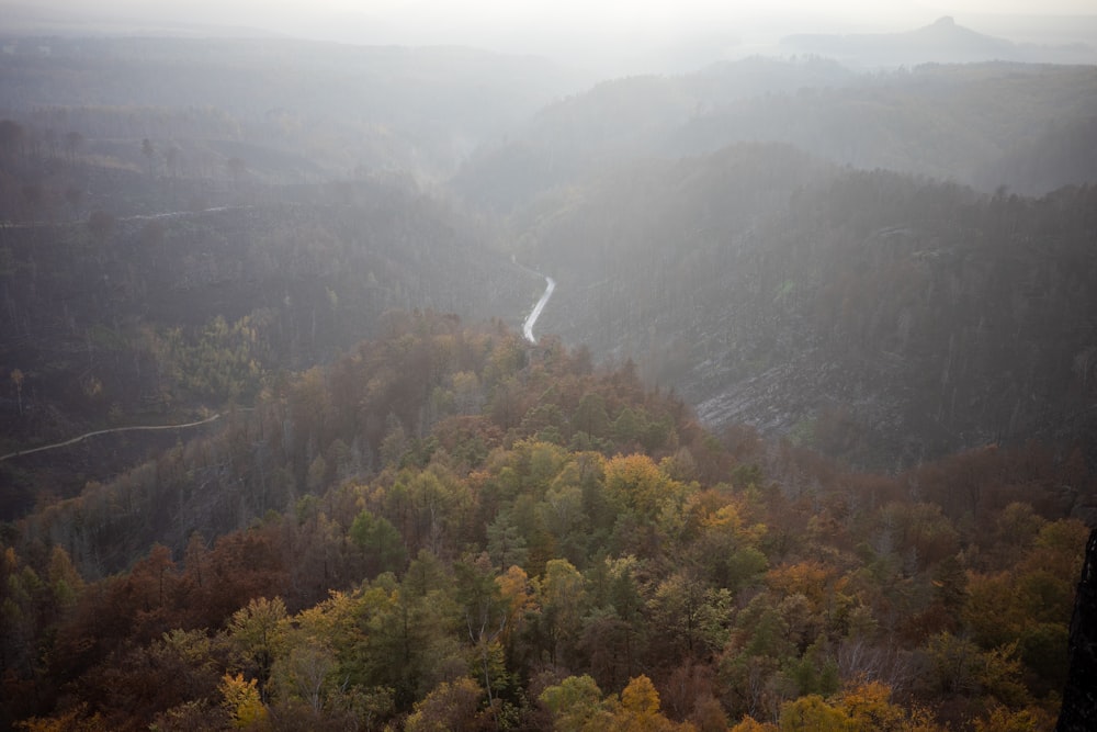 a view of a river running through a forest