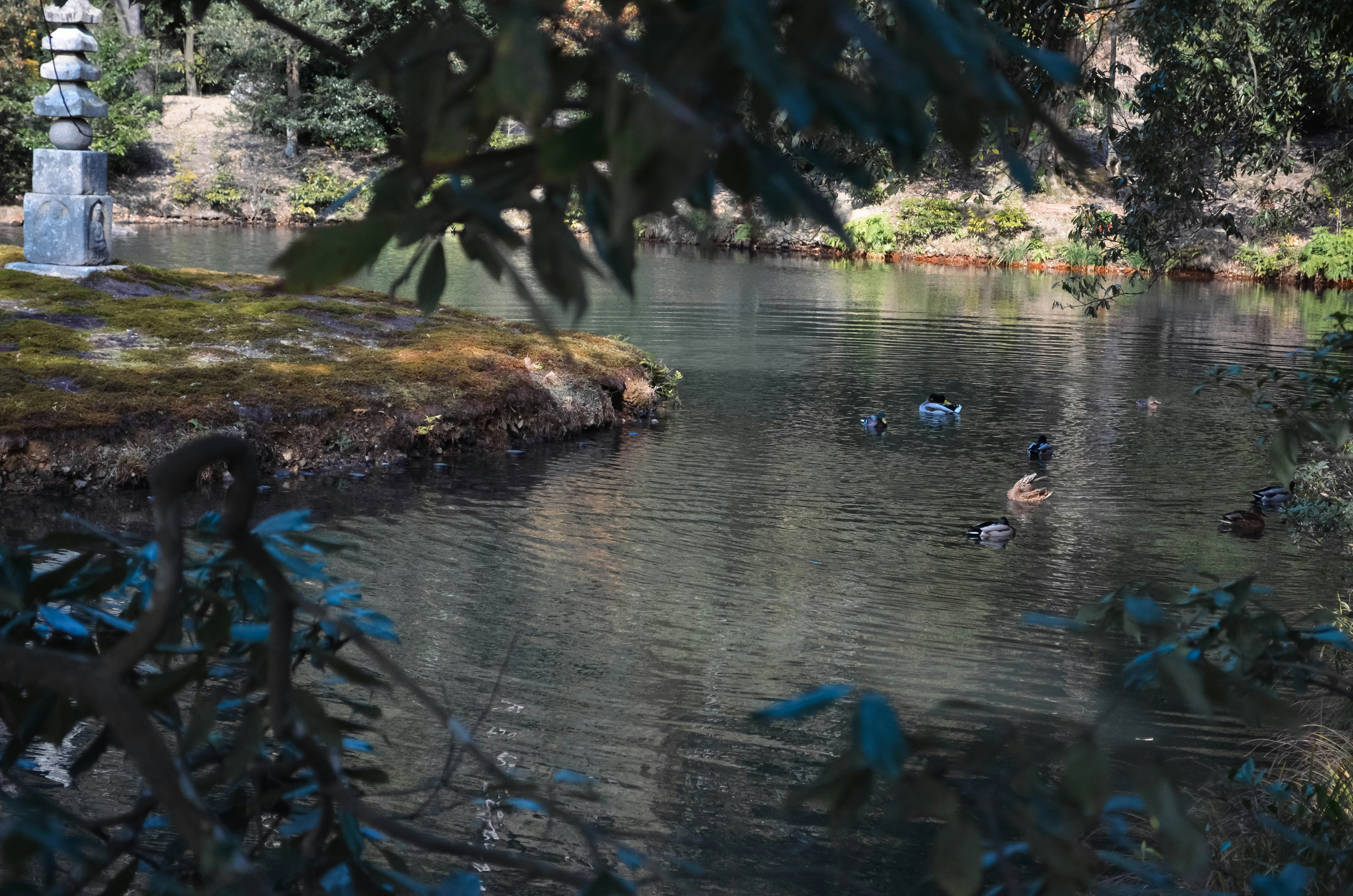 a group of ducks floating on top of a lake