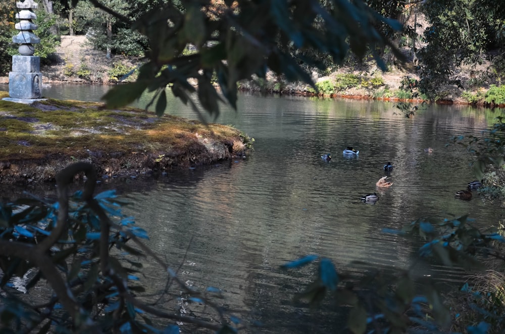 a group of ducks floating on top of a lake