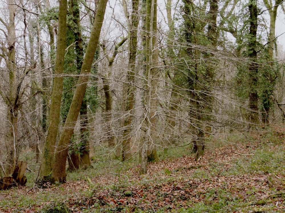 a group of trees that are standing in the grass