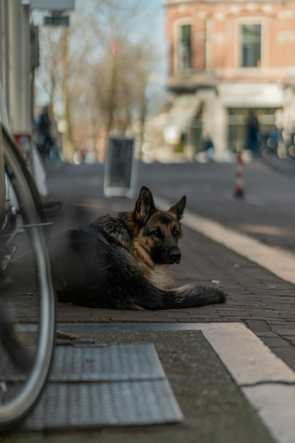 a dog laying on the ground next to a bike