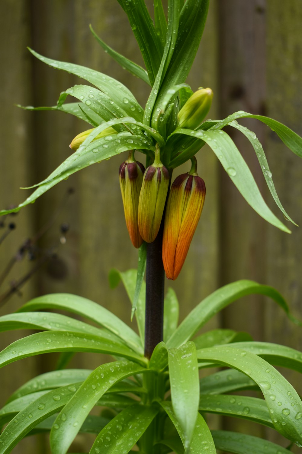 a close up of a flower on a plant