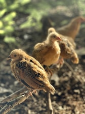 Several young chickens are perched on a branch with sunlight filtering through the trees, casting a warm glow on their feathers. The background is a blur of greens and browns, suggesting a natural, outdoor environment.