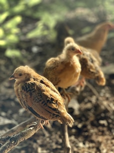 Several young chickens are perched on a branch with sunlight filtering through the trees, casting a warm glow on their feathers. The background is a blur of greens and browns, suggesting a natural, outdoor environment.