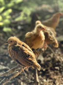 Several young chickens are perched on a branch with sunlight filtering through the trees, casting a warm glow on their feathers. The background is a blur of greens and browns, suggesting a natural, outdoor environment.