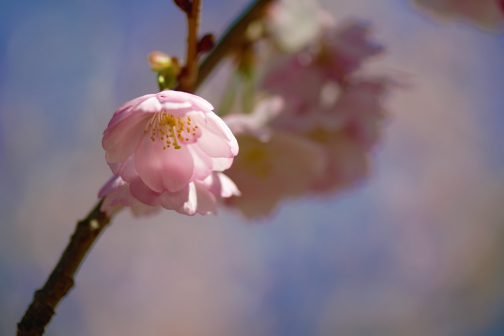 Un primer plano de una flor rosada en la rama de un árbol