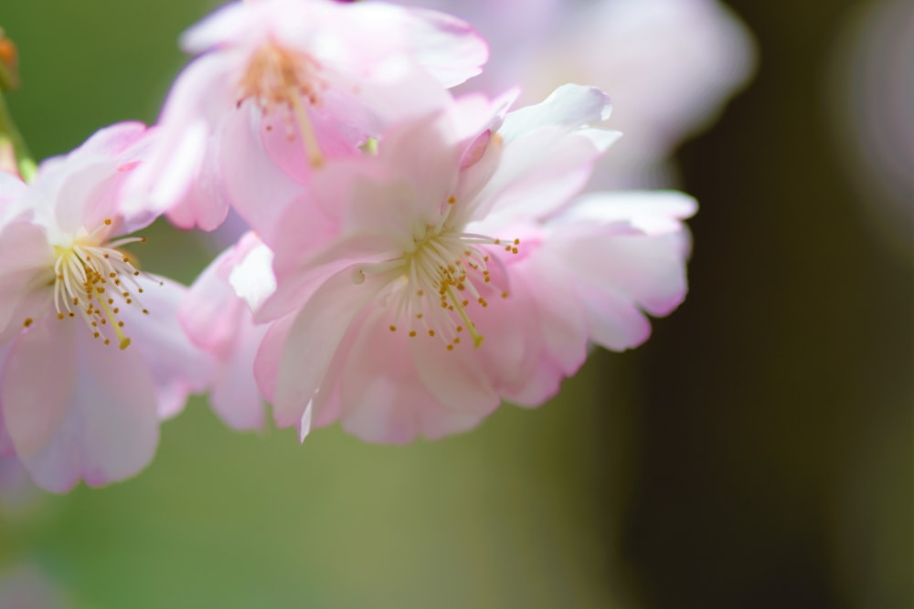 Gros plan d’un bouquet de fleurs roses