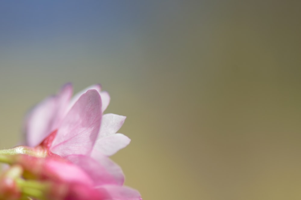Eine Nahaufnahme einer rosa Blume mit verschwommenem Hintergrund