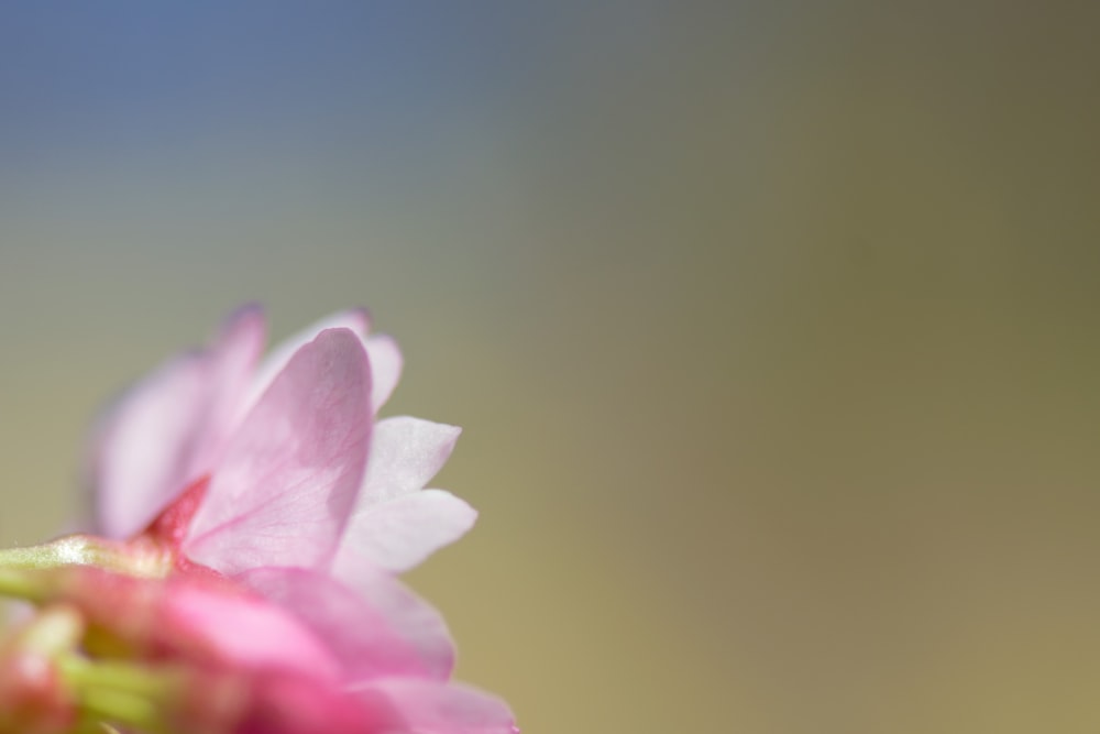 a close up of a pink flower with a blurry background