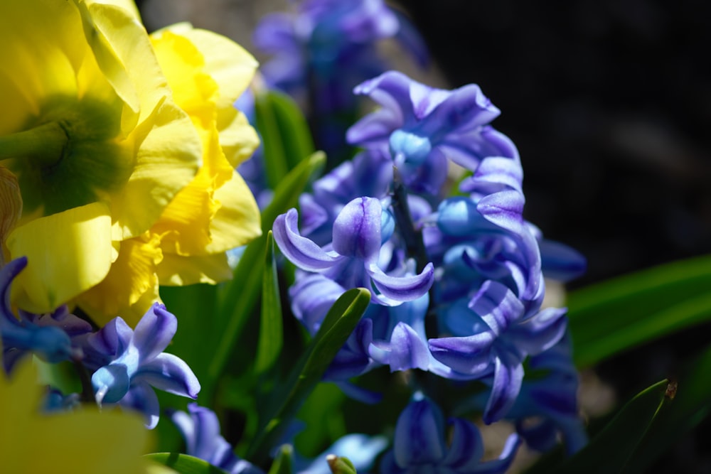 Gros plan d’un bouquet de fleurs