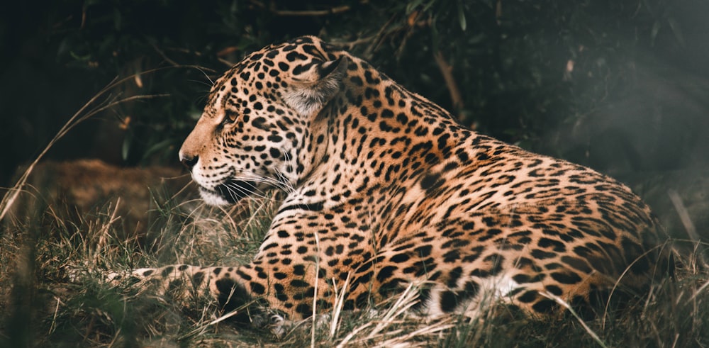 a large leopard laying down in the grass
