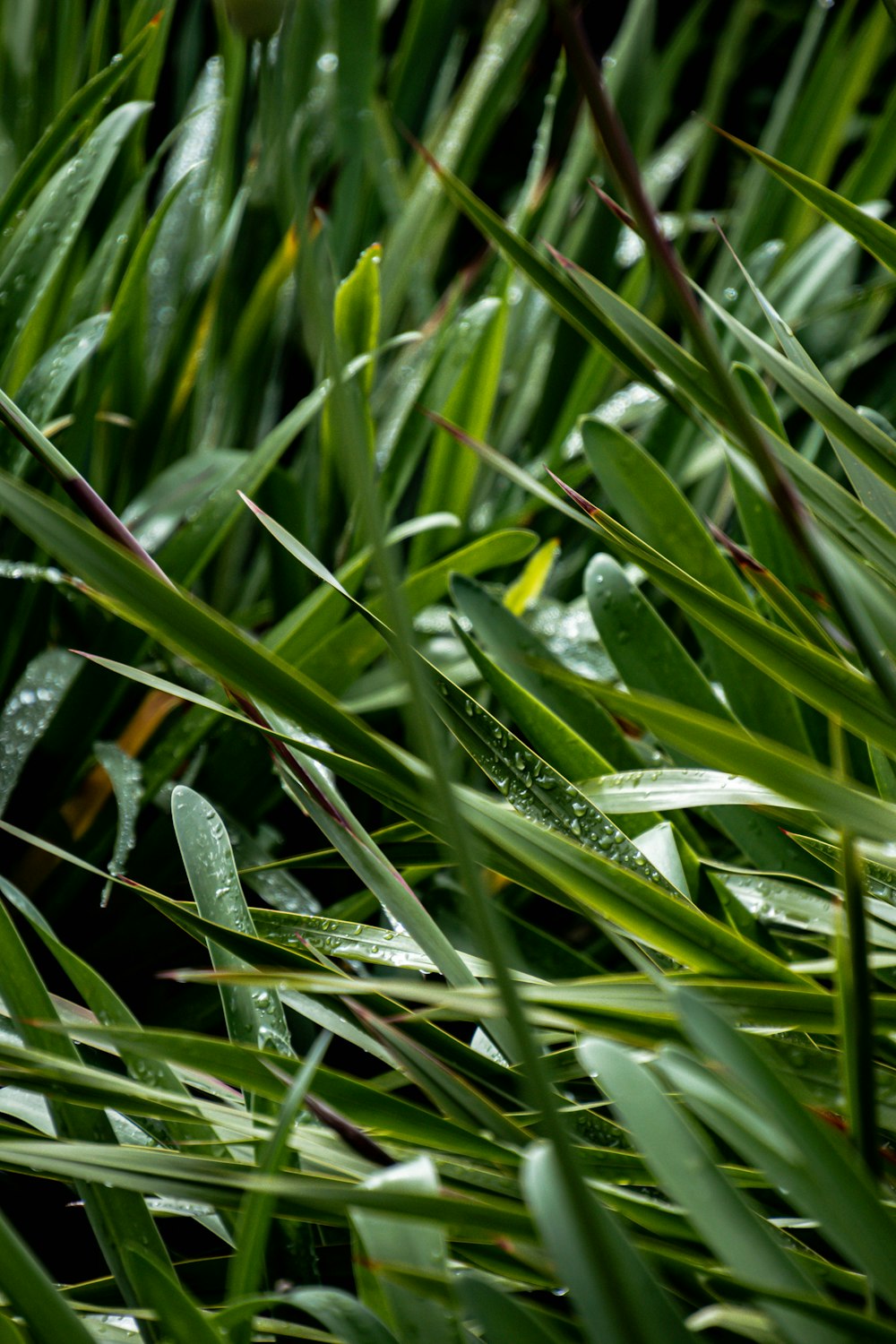 a close up of grass with water drops on it