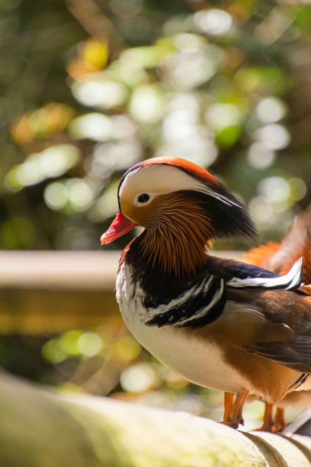 a bird with a red beak standing on a ledge