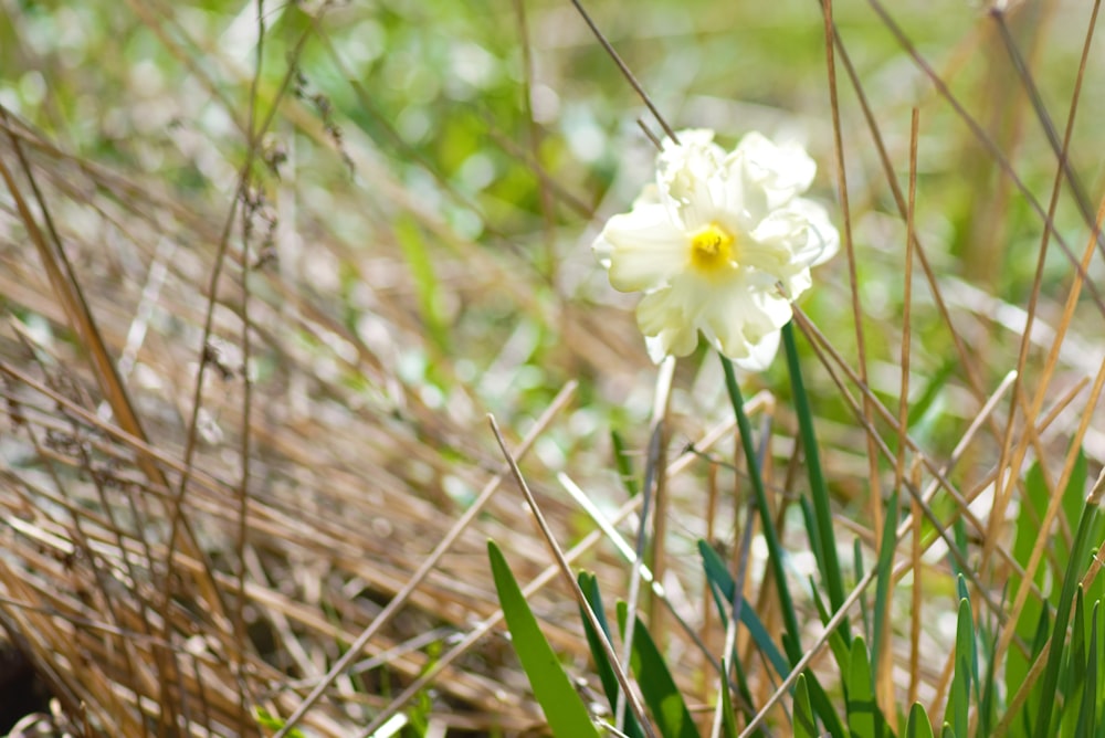 eine kleine weiße Blume, die im Gras sitzt