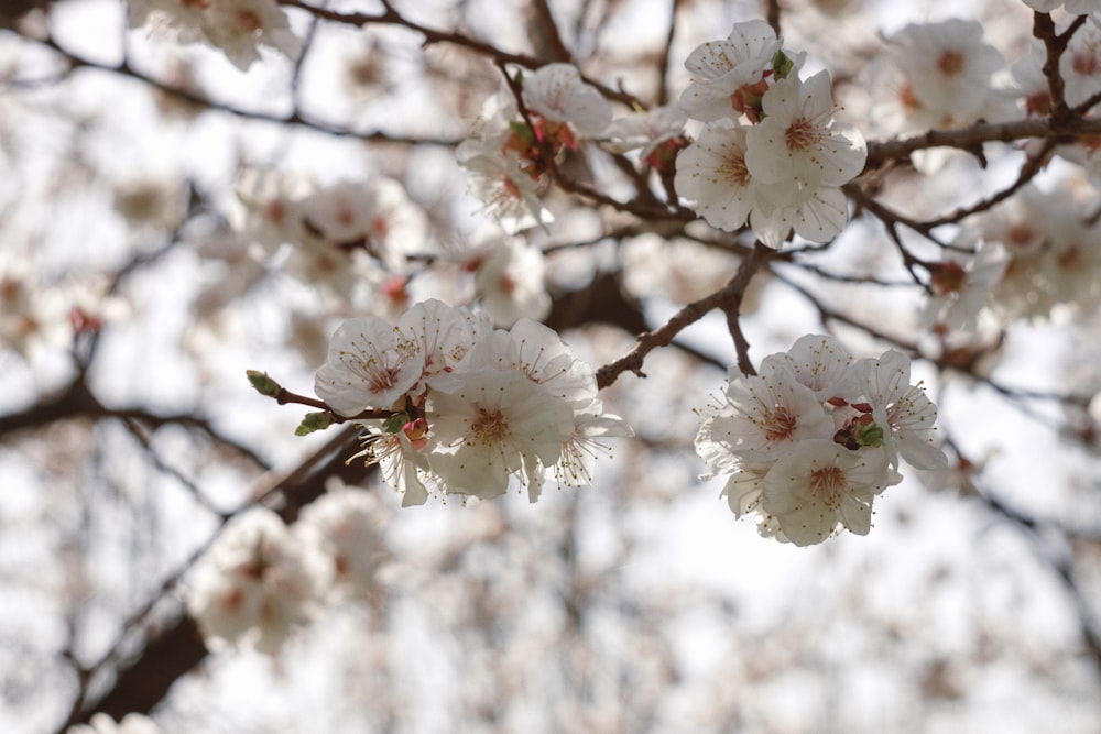 a close up of a tree with white flowers