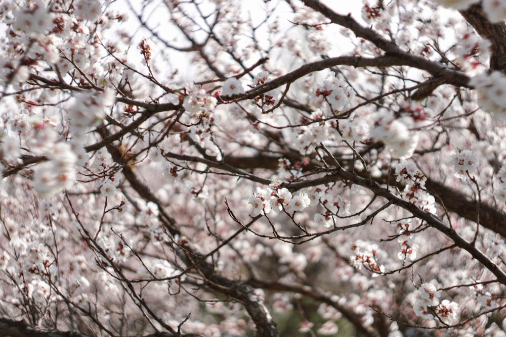 a tree filled with lots of white flowers