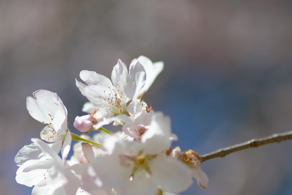 a close up of a flower on a tree branch