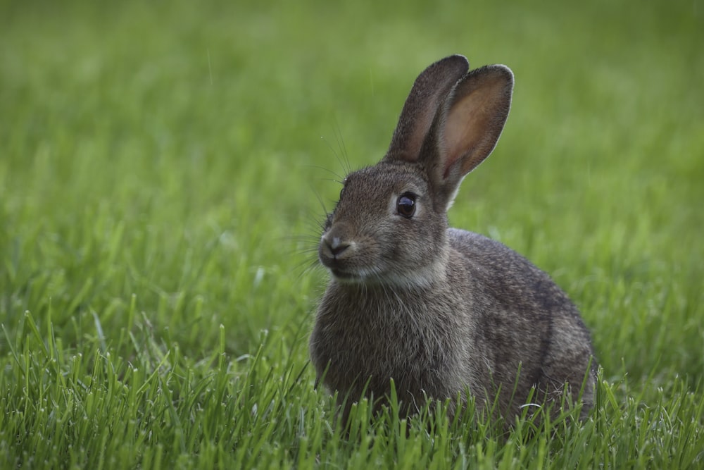 a rabbit is sitting in a field of grass