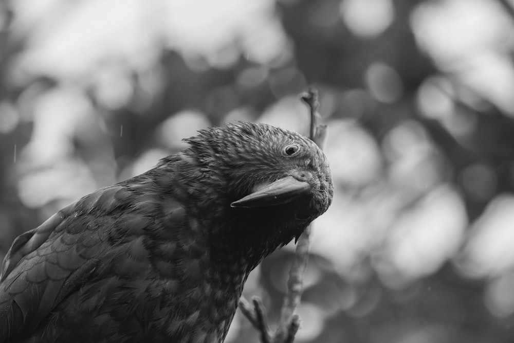 ein Schwarz-Weiß-Foto eines Vogels auf einem Ast