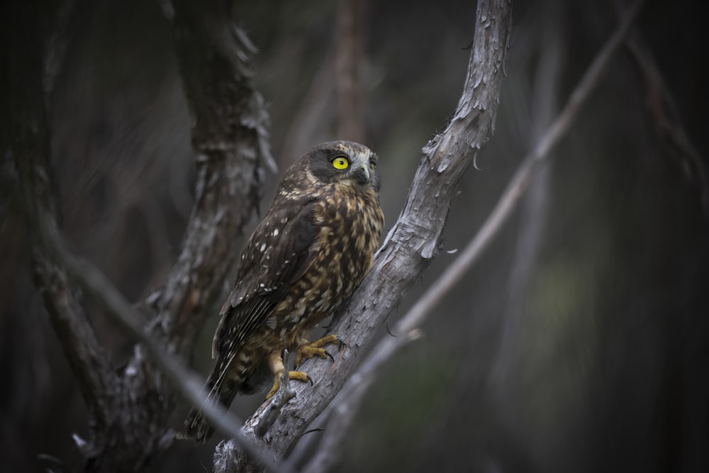 an owl is perched on a tree branch