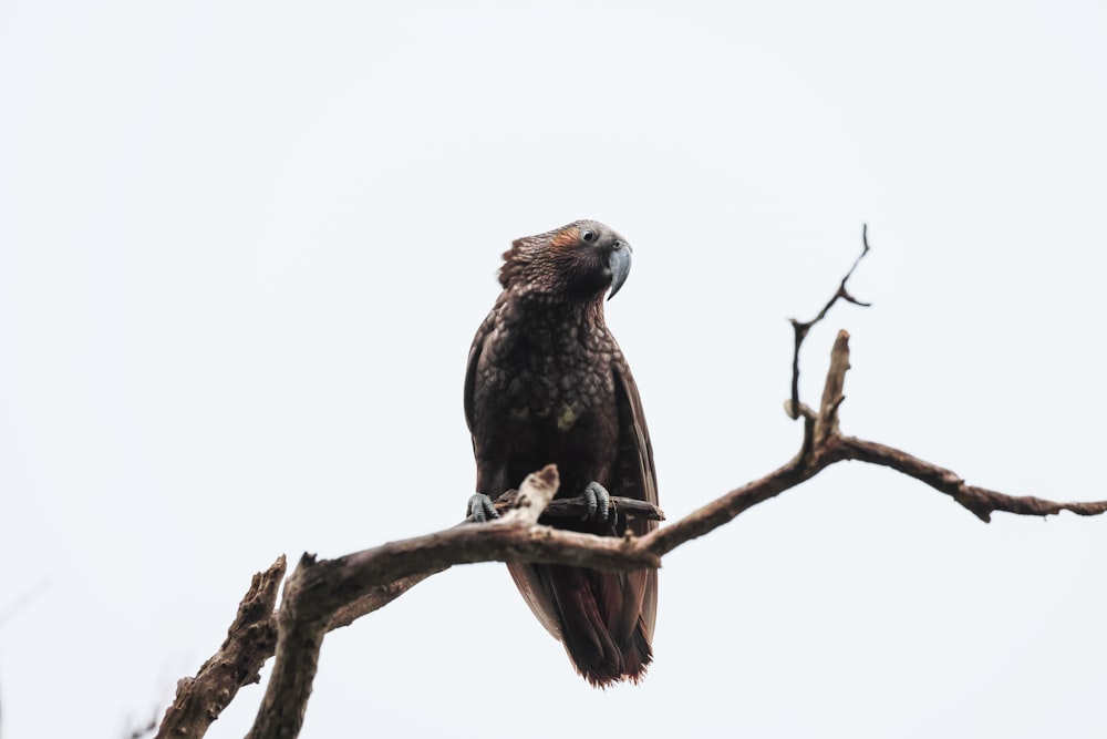 Ein großer Vogel sitzt auf einem Ast