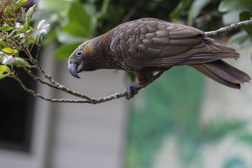 a bird perched on a branch of a tree