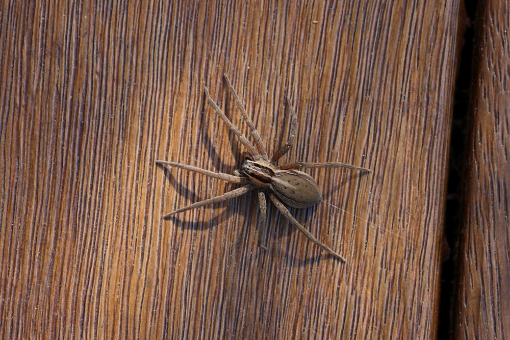 a brown spider sitting on top of a wooden door