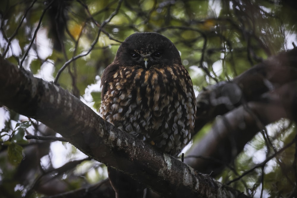 a brown and black owl sitting on top of a tree branch