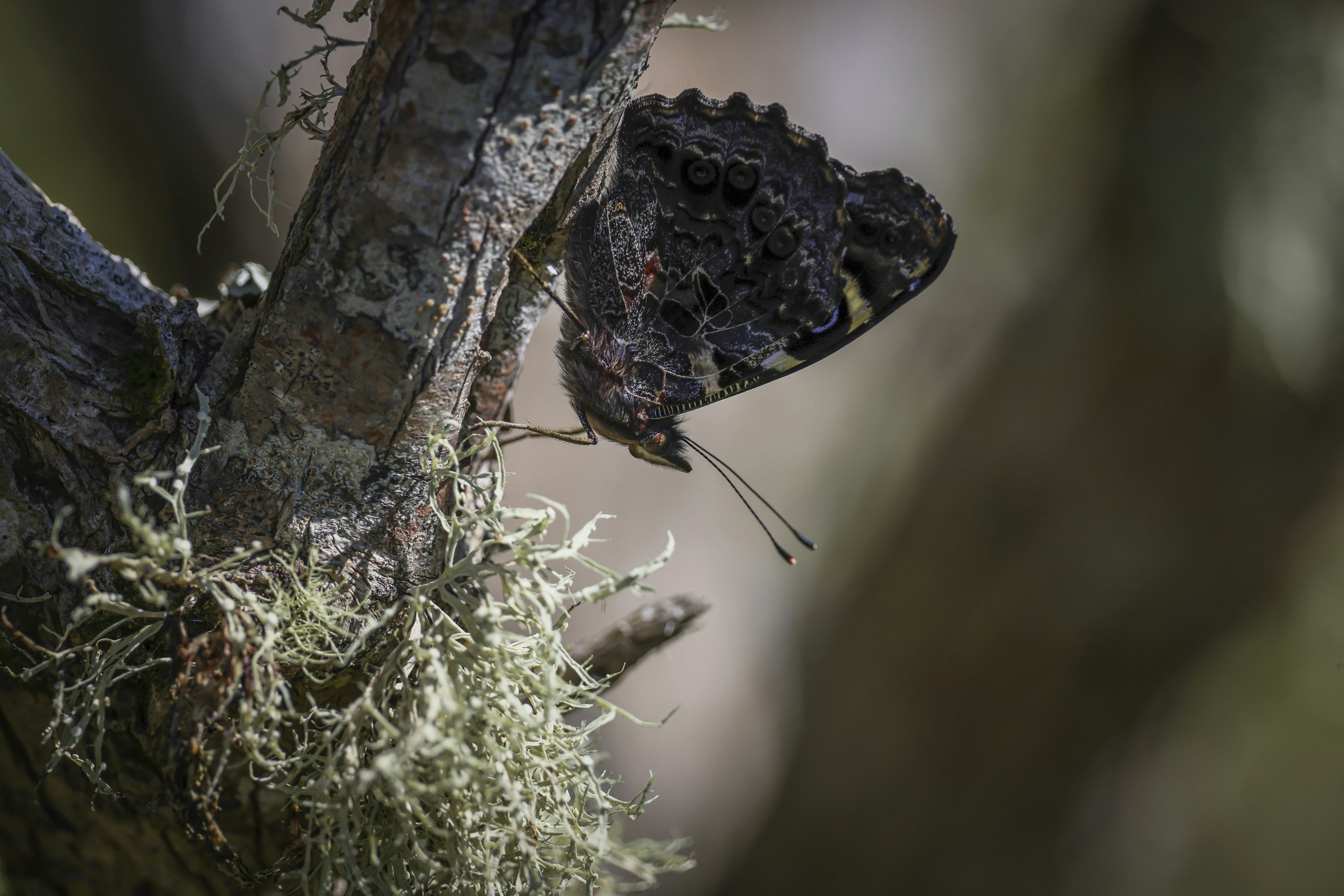 Ein schwarz-gelber Schmetterling auf einem Ast
