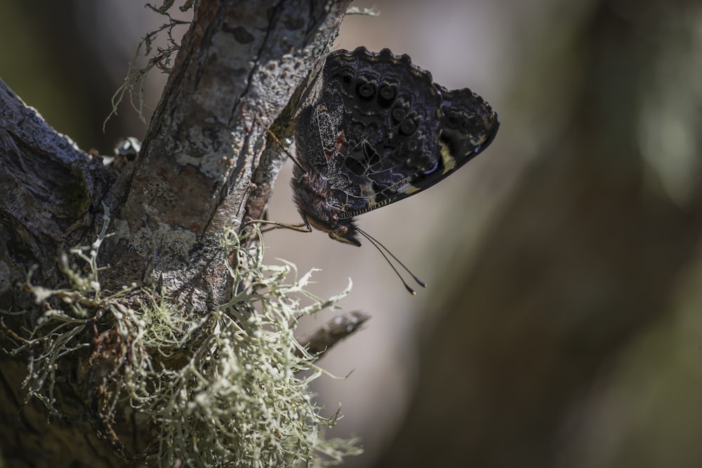 a black and yellow butterfly on a tree branch