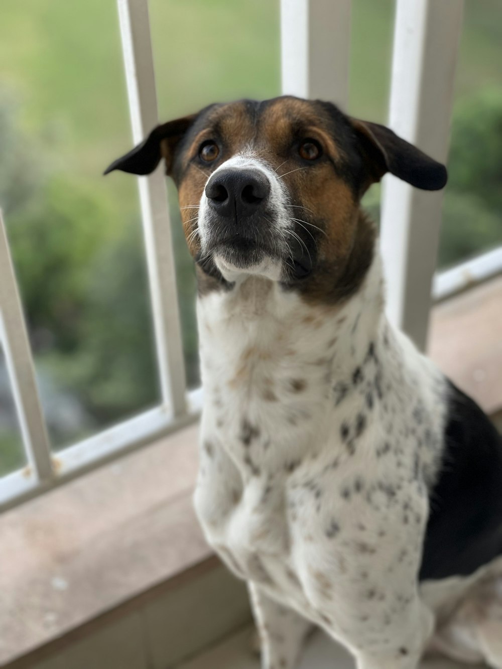 a brown and white dog sitting in front of a window