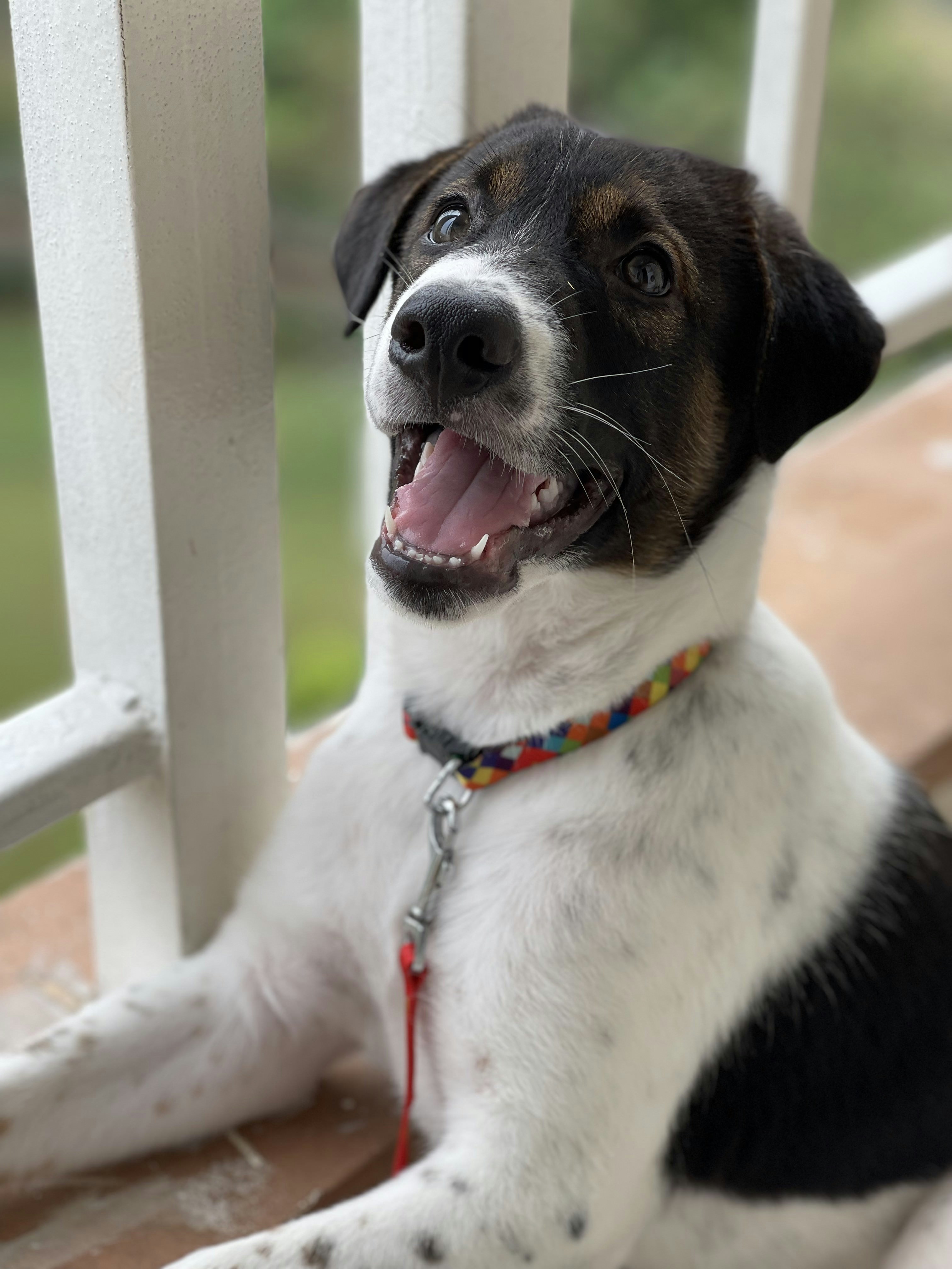 a black and white dog laying on a porch