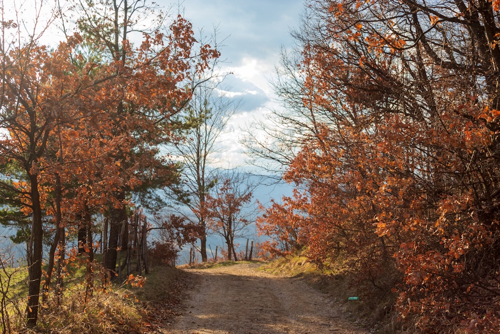 a dirt road surrounded by trees with orange leaves