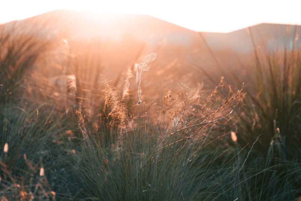 a field of tall grass with a mountain in the background