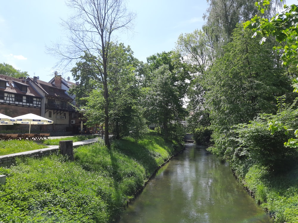 a river running through a lush green forest