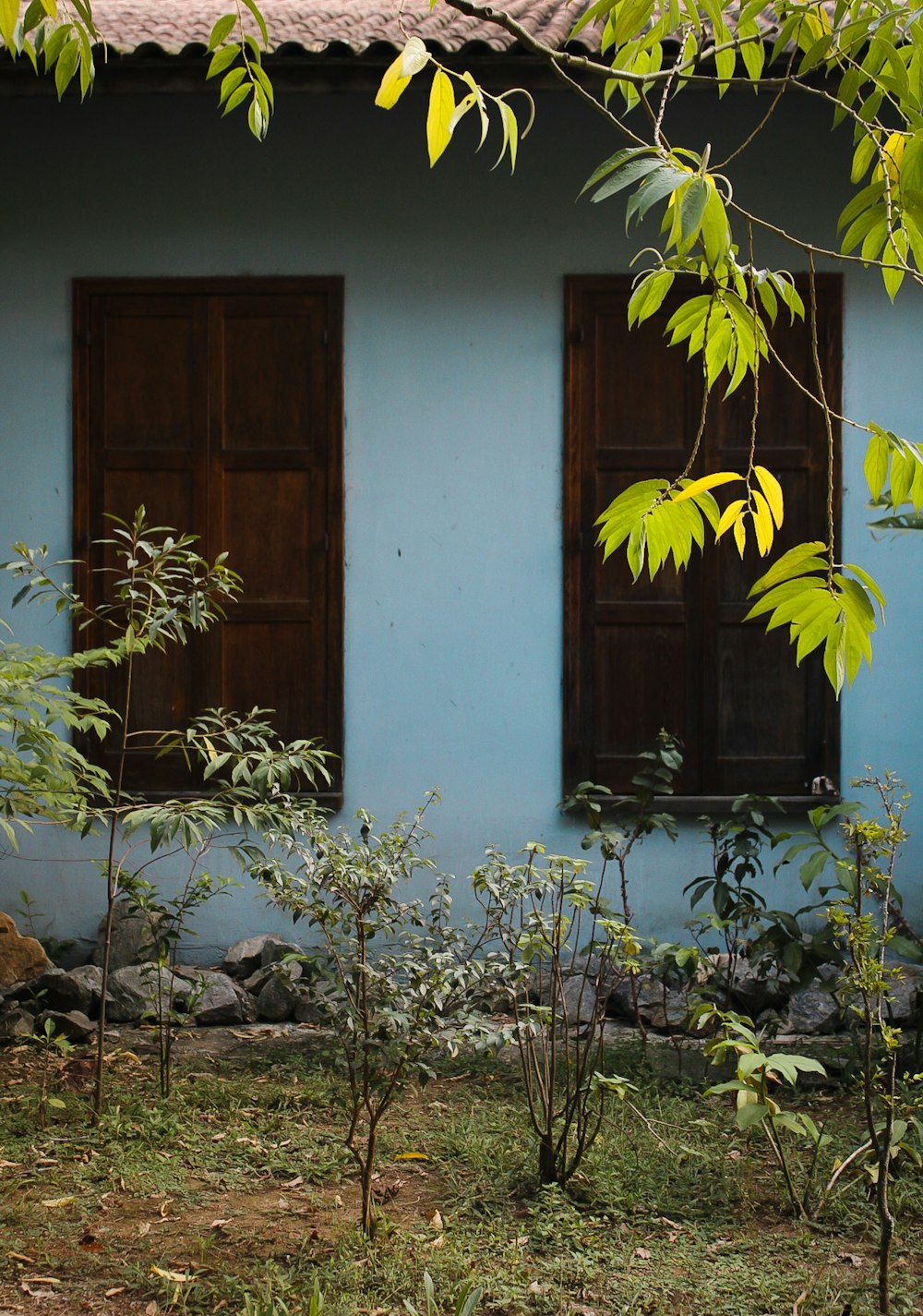 a blue building with two windows and a tree in front of it