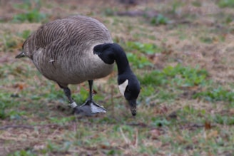 A Canada goose with a distinctive black head and neck, featuring a white cheek patch, forages on the grass. Its body is covered in brown feathers with lighter underparts, and it is standing on a grassy area with patches of green vegetation.