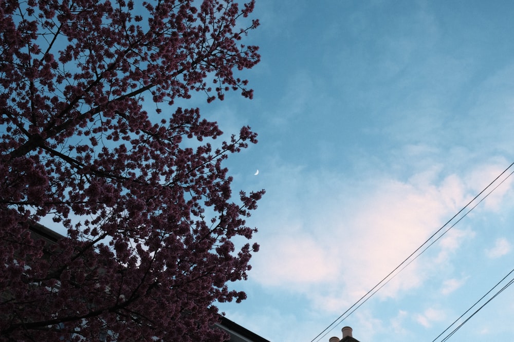 a tree with pink flowers in front of a blue sky