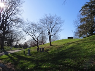A serene, sunlit cemetery scene with several gravestones scattered across a gently sloping grassy landscape. Leafless trees cast intricate shadows on the ground, while the blue sky overhead is clear and bright.