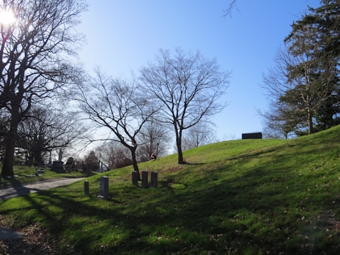 A serene, sunlit cemetery scene with several gravestones scattered across a gently sloping grassy landscape. Leafless trees cast intricate shadows on the ground, while the blue sky overhead is clear and bright.