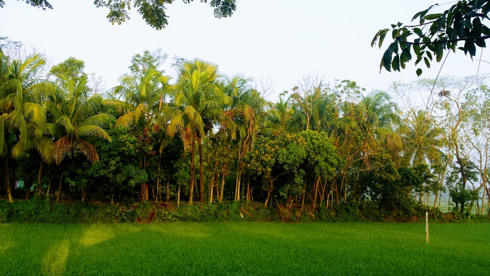 a lush green field next to a forest